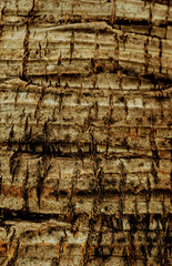 texture of bark of tree