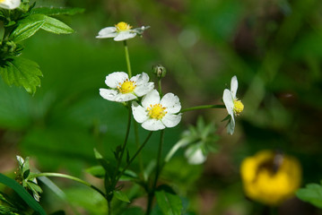 white small wild strawberry flower growing in the green forest among the leaves in natural habitat