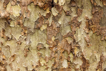 Tree bark texture. Endless wooden background.
