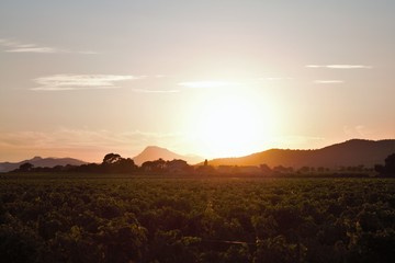 sunset in the vineyard