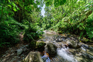 Stream in the beautiful rainforest near Arusha
