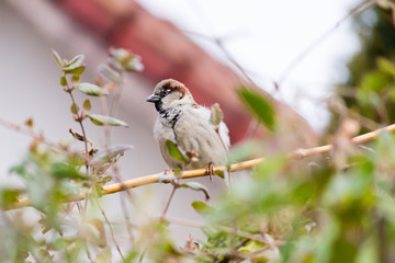 bird on feeder