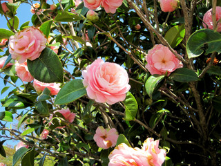 Pink camellia flower