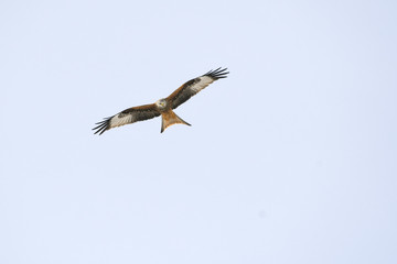 Fototapeta na wymiar bird of prey red kite in flight