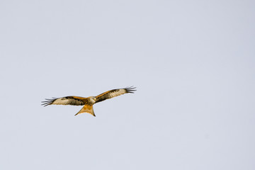 bird of prey red kite flying with spreaded wings