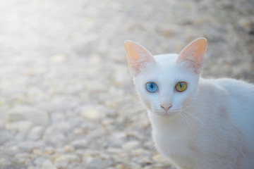 Khao Manee or white gem cat is a Thai cat. It has two eyes' colors, yellow and blue