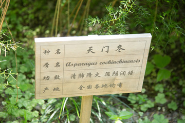 radix asparagi; lucid asparagus