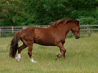 Heavy Horse at Liberty
