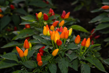 fresh ornamental pepper on tree