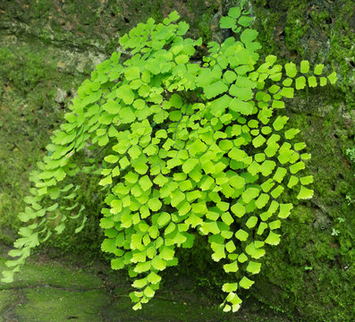 Maidenhair ferns , (Adiantum Raddianum) in natural daylight on dark Background