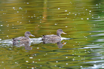 Weibliche Krickenten