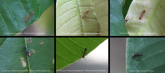 Schautafel - Myrmarachne plataleoides - Ameisen