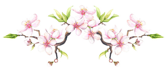 Obraz na płótnie Canvas Watercolor painted white cherry blossoms on a branch. Isolated floral arrangement illustration.