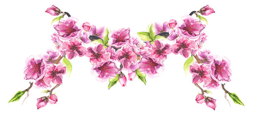 Fototapeta na wymiar Watercolor painted branch with pink cherry blossoms. Isolated floral arrangement illustration.
