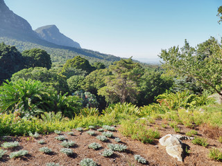 Nationaler Botanischer Garten Kirstenbosch - im Stadtteil Newlands von Kapstadt 