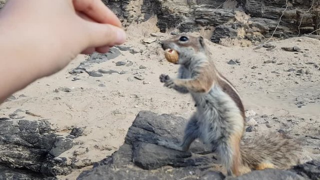 Streifenh&ouml;rnchen am Strand