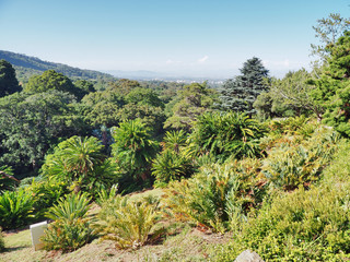 Fototapeta na wymiar Nationaler Botanischer Garten Kirstenbosch - im Stadtteil Newlands von Kapstadt 