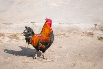 Red rooster with beautiful plumage strutting across paved lot