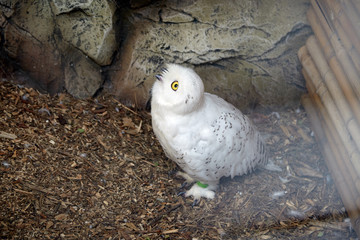 Predatory bird in forest at zoo