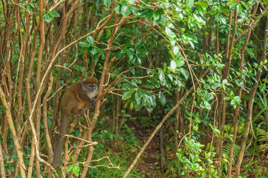 Cute litttle Sambirano Bamboo Lemur in the wild