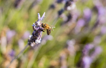 Wild lavender fields by the sea, south coast of the Region of Murcia, Spain