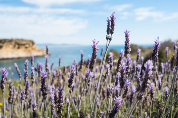 Wild lavender fields by the sea, south coast of the Region of Murcia, Spain