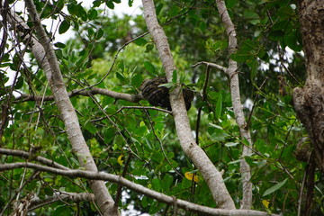 Tree snake