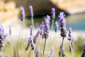 Wild lavender fields by the sea, south coast of the Region of Murcia, Spain