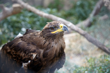 Eagle predatory bird at zoo