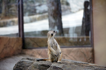 Funny surikat stands and watches