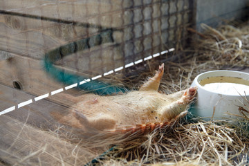 Battleship sleeps in a volver at the zoo