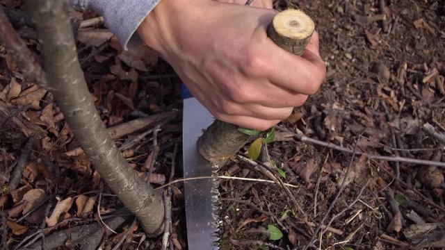 The guy cuts a sick branch with a saw.Close up