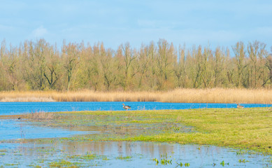 Reed along the edge of a lake in a natural park in sunlight in winter