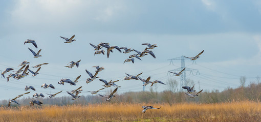 Flock of geese flying in the sky of a natural park in winter 