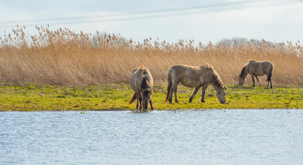 Horses in a field along a lake in a natural park in sunlight in winter © Naj