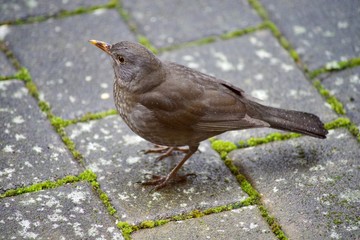 Amsel