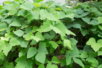 Pueraria lobata growing in the botanical garden of Nantong Museum, China