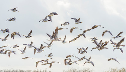 Flock of geese flying in the sky of a natural park in winter 