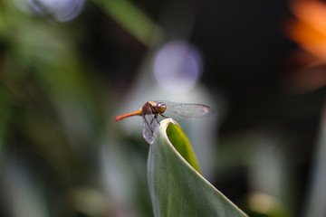 Dragonfly sitting on green leaf