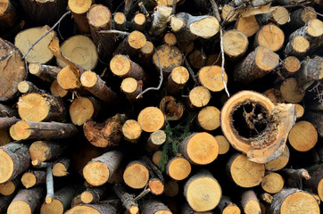 Stack of cut pine tree logs in a forest. Wood logs, timber logging, industrial destruction, forests Are Disappearing, illegal logging
