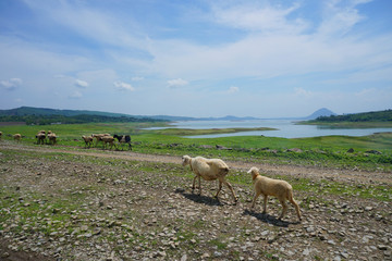 A group of goats that move to a place with the background Jatiluhur reservoir.