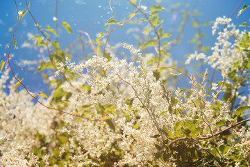 A beautiful flowering allopia bush on a sunny spring day. White flowers amid the blue sky, de-focused 