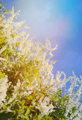 Fototapeta na wymiar A beautiful flowering allopia bush on a sunny spring day. White flowers amid the blue sky 