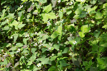 Leonurus japonicus growing in the botanical garden of Nantong Museum, China