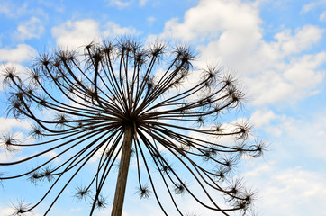 A huge flower on a background of blue sky with white clouds. Sosnowsky's hogweed (Heracleum sosnowskyi) is a monocarpic perennial herbaceous flowering plant in the carrot family Apiaceae.