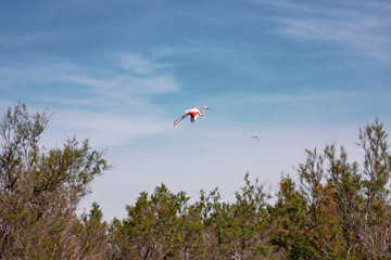 A pink flamingo flying over the calm waters of the pond.