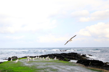 갈매기가 보이는 풍경