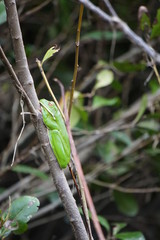 Green tree frog