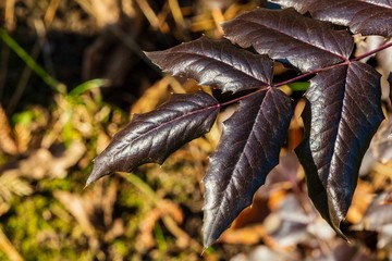 Mahonia Aquifolium on blurry background of yellow autumn leaves. Selective focus. Close-up. Branch with spiky purple leaves. Wonderful natural backdrop for any idea.