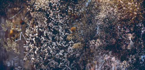 Pictures of many dried flowers in classic shadows